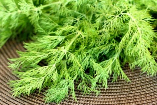 Hemoroid Bitkisel Çözümler